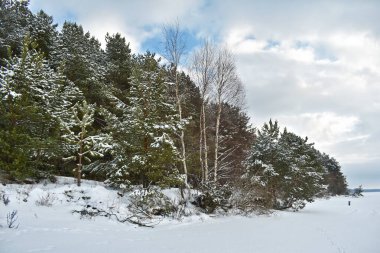 Karda kozalaklı kış ormanı