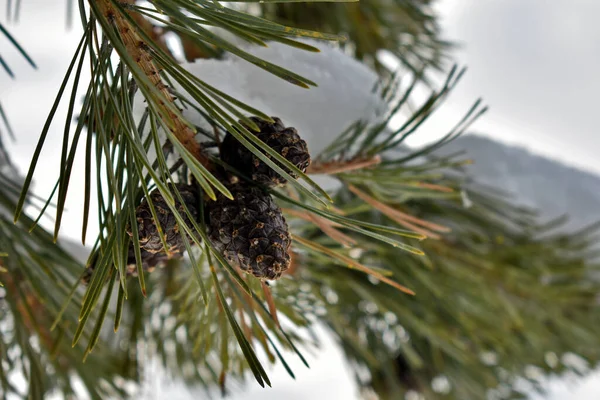 spruce branches with cones in the snow