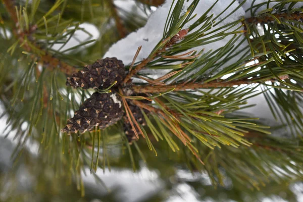 Sparren Takken Met Kegels Sneeuw — Stockfoto