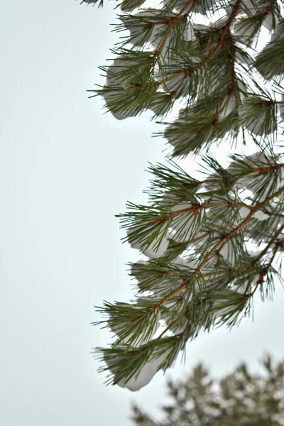 雪の中にコーンのあるトウヒの枝 — ストック写真