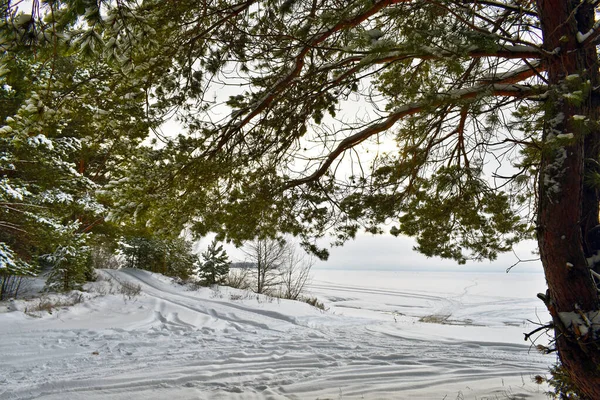 Smrkové Větve Kužely Sněhu — Stock fotografie
