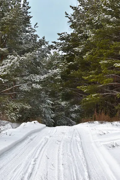 Bosque Coníferas Invierno Nieve — Foto de Stock