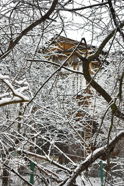 Ağaçların Dalları Kışın Karla Kaplı Parkta — Stok fotoğraf