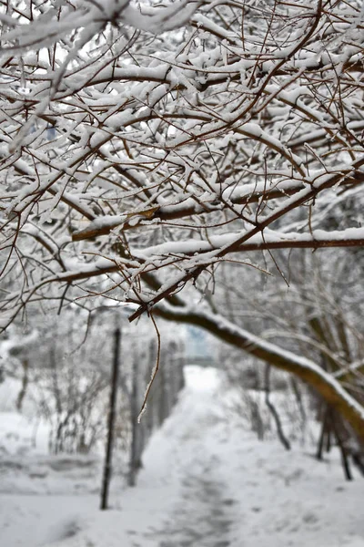 Κλαδιά Δέντρων Στο Χιόνι Χειμώνα Στο Πάρκο — Φωτογραφία Αρχείου