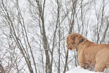 Köpek Cocker Spaniel kış ormanında