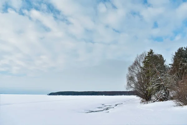 Inverno Bosco Conifere Nella Neve — Foto Stock