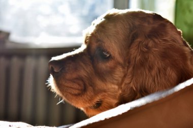 Evdeki Cocker Spaniel Köpeğinin Portresi