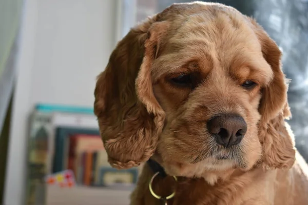 Evdeki Cocker Spaniel Köpeğinin Portresi