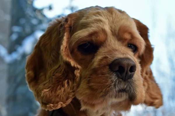Porträtt Cocker Spaniel Dog Hemma — Stockfoto