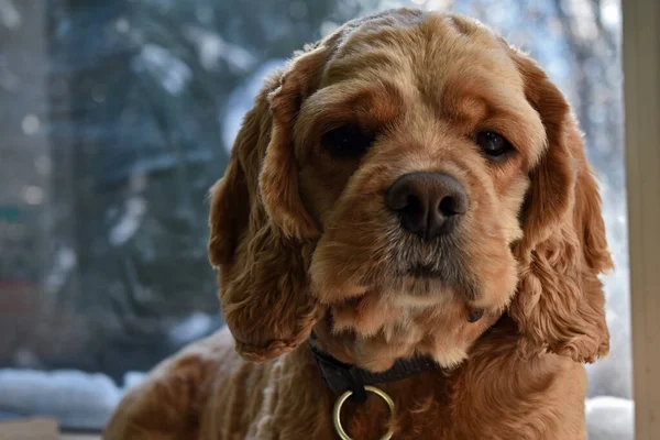 Портрет Кокера Іспанського Собаку Вдома — стокове фото