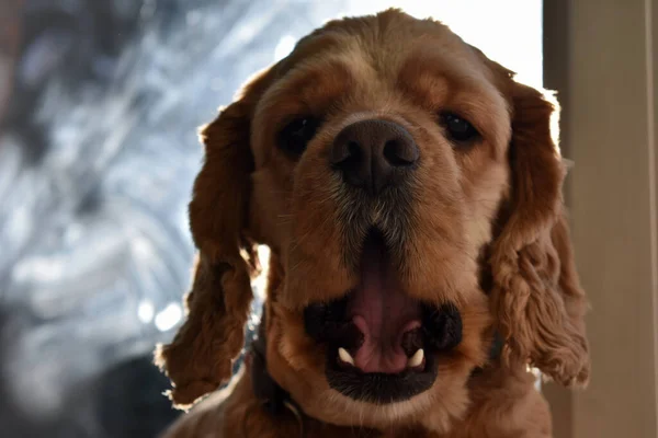 自宅でのコッカー スパニエル犬の肖像 — ストック写真