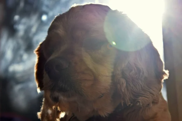 Porträt Eines Cocker Spaniel Hundes Hause — Stockfoto