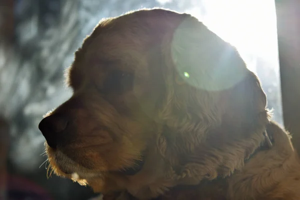 Porträtt Cocker Spaniel Dog Hemma — Stockfoto