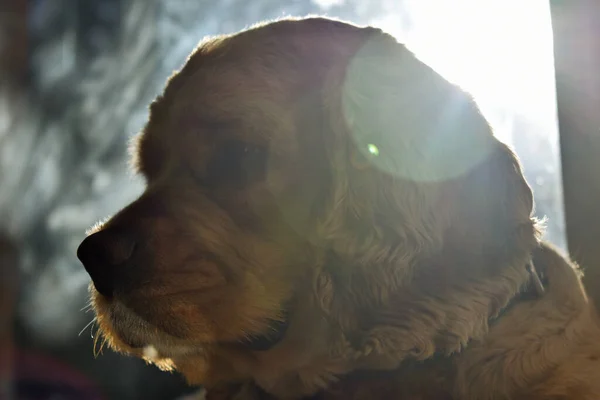 Ritratto Cocker Spaniel Dog Casa — Foto Stock