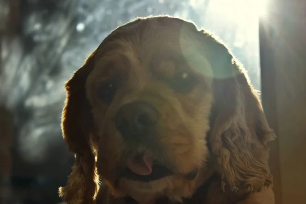 自宅でのコッカー スパニエル犬の肖像 — ストック写真