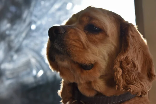 Ritratto Cocker Spaniel Dog Casa — Foto Stock