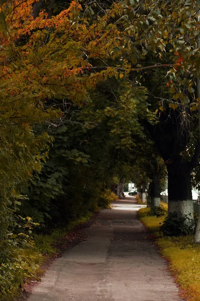 Πεζοδρόμιο Δέντρα Φθινόπωρο — Φωτογραφία Αρχείου