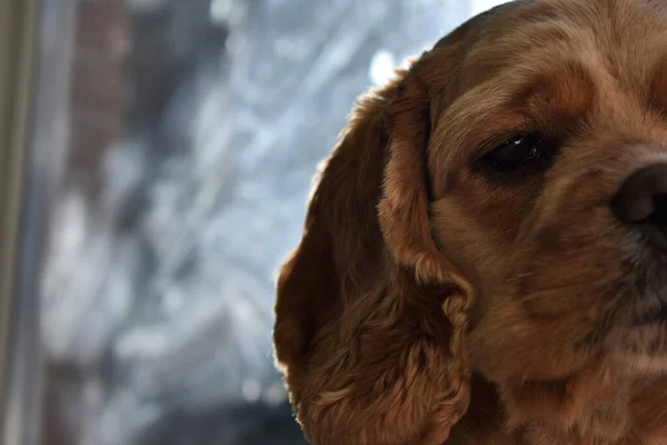 Evdeki Cocker Spaniel Köpeğinin Portresi