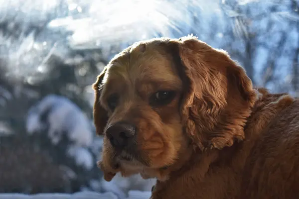 Portrait Cocker Spaniel Dog Home — Stock Photo, Image