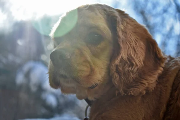 Retrato Cocker Spaniel Dog Casa — Fotografia de Stock