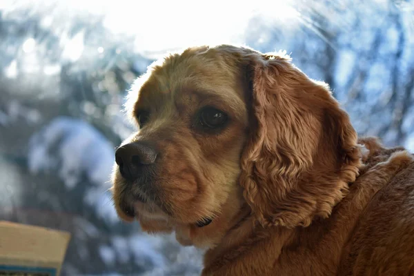 Portret Psa Cocker Spaniel Domu — Zdjęcie stockowe