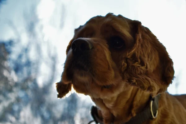 Portret Van Een Cocker Spaniel Dog Thuis — Stockfoto