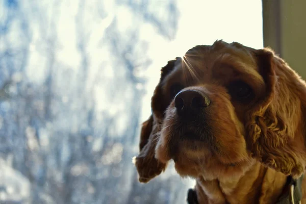 Evdeki Cocker Spaniel Köpeğinin Portresi — Stok fotoğraf