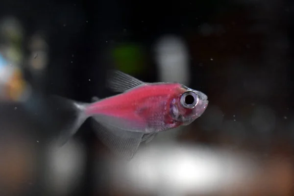 Pequeños Peces Nadan Acuario — Foto de Stock