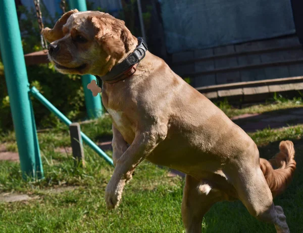 Dog Cocker Spaniel Plays in the Garden