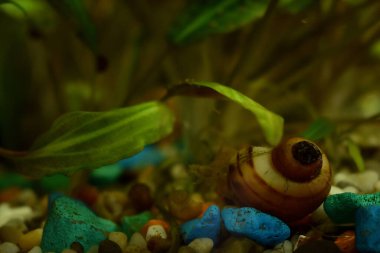 kabuk akvaryumun dibinde yatıyor.