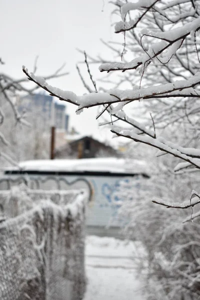 Снег Ветвях Парке Зимой — стоковое фото
