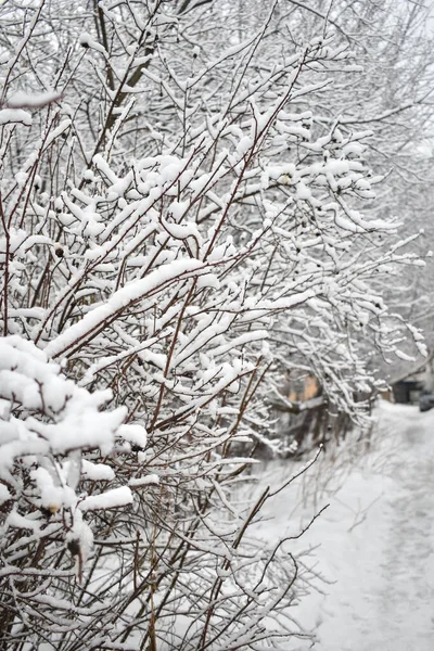 stock image snow on branches in the park in winter