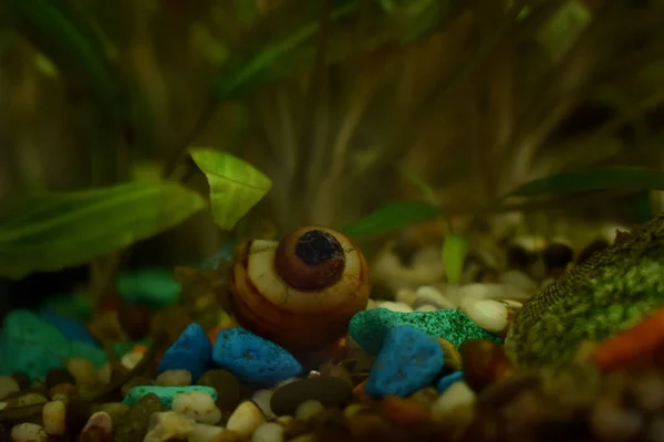 Shell lies at the bottom of the aquarium — Stock Image Shell Lies Bottom Aquarium Stock Photo