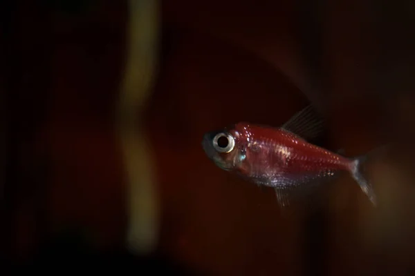 Malá Červená Rybka Plave Vodě — Stock fotografie