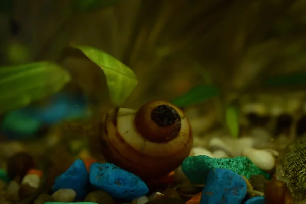 Shell lies at the bottom of the aquarium — Stock Image Shell Lies Bottom Aquarium Stock Picture