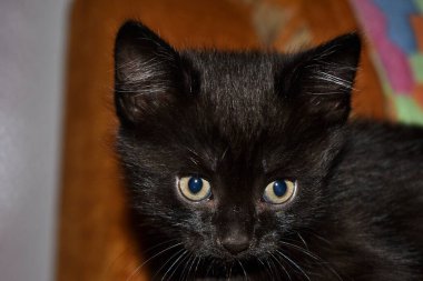 Siyah tüylü kedi yavrusu evde