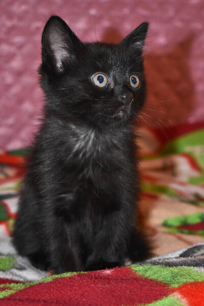black fluffy kitten at home