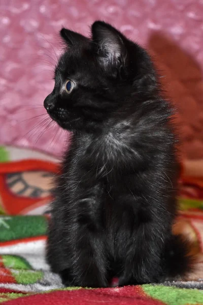 Preto Fofo Gatinho Casa — Fotografia de Stock