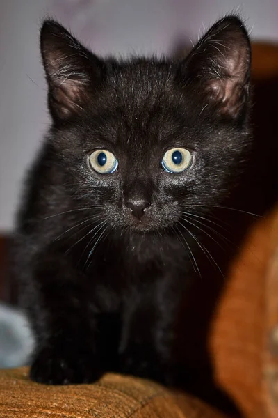 Chaton Moelleux Noir Maison — Photo