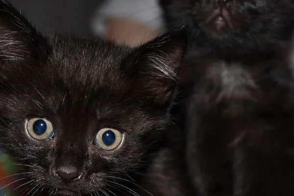 Preto Fofo Gatinho Casa — Fotografia de Stock