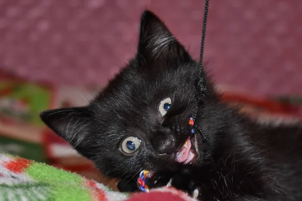Siyah Tüylü Kedi Yavrusu Evde — Stok fotoğraf