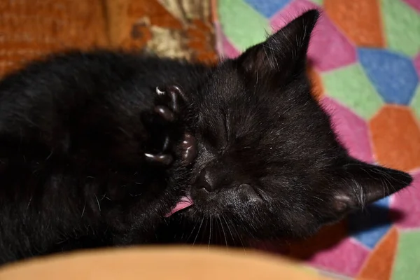家里的黑色绒毛猫 — 图库照片