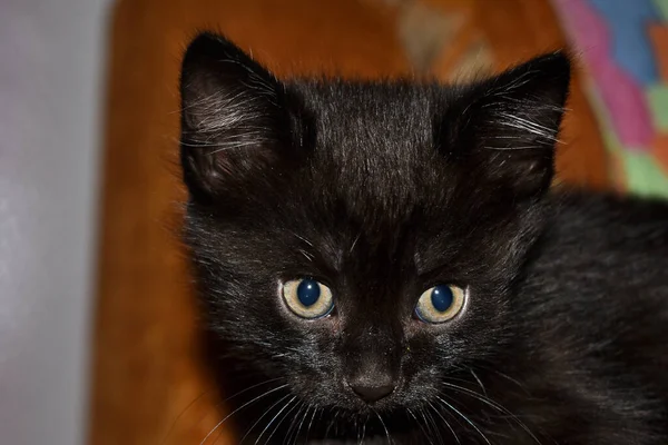 家にいる黒いふわふわの子猫 — ストック写真
