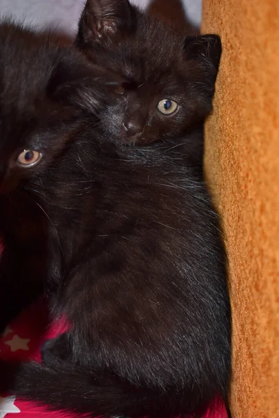 Black Fluffy Kitten Home — Stock Photo, Image