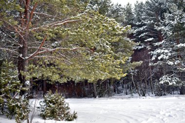 Kışın kar altında güzel bir orman