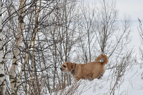 Рыжая Собака Белом Снегу — стоковое фото