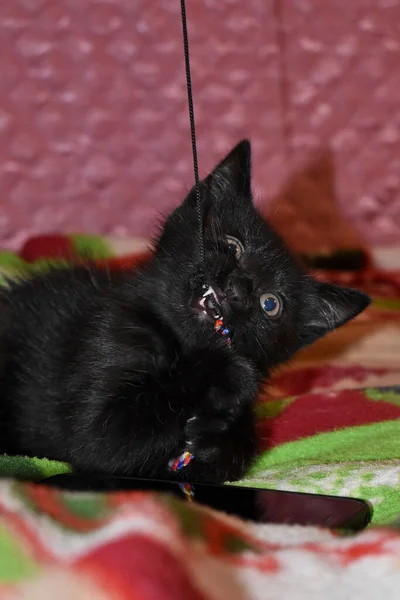 Preto Fofo Gatinho Casa — Fotografia de Stock