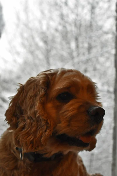 红狗科克猎犬的肖像 — 图库照片