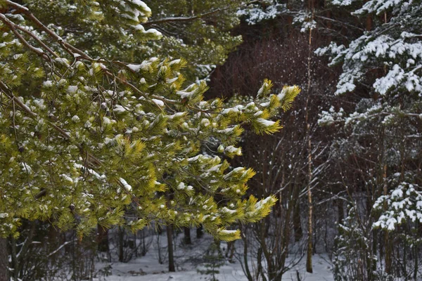 Hermoso Bosque Nieve Invierno — Foto de Stock