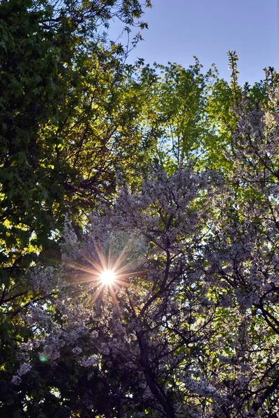 Цветущие Яблони Городском Саду Закате — стоковое фото